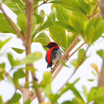 Birds at Bukit Banyan Paramount Property 2