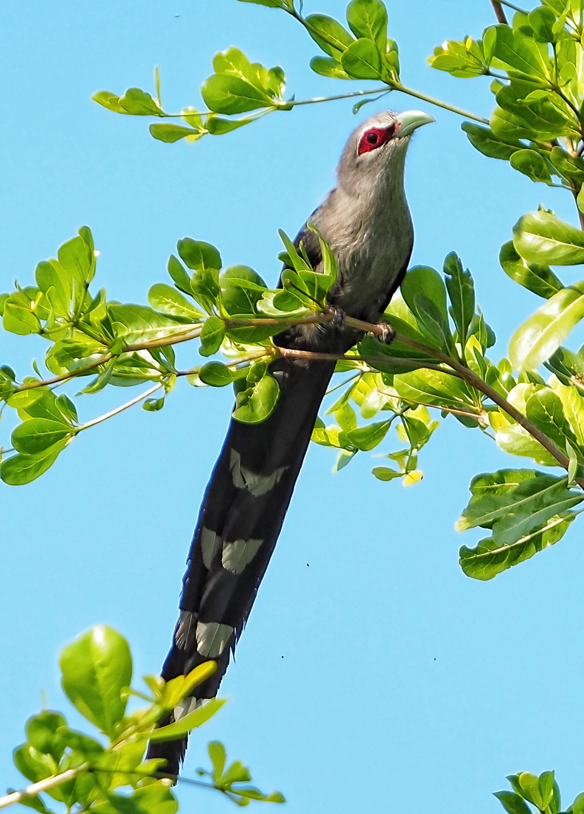 Birds at Bukit Banyan Paramount Property