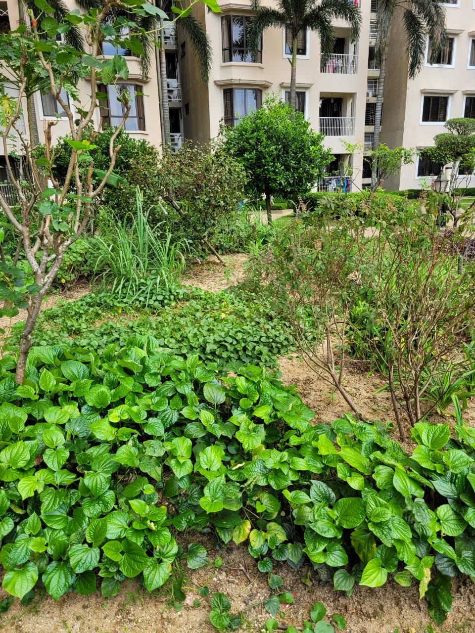 Herb garden