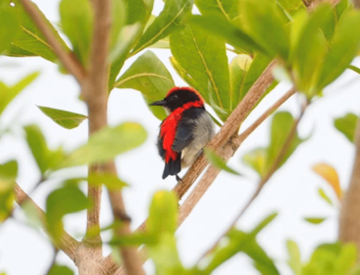 Paramount Property Bukit Banyan Hillpark bird